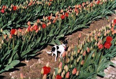 Tinker Bell the black and white Chihuahua Puppy is standing outside in between rows of tulip flowers