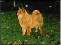 A Chow Chow is standing in yard and looking to the left. There is a thin white border around the edge of the image