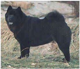 Left Profile - A Chow Chow is standing on tall grass and looking to the left of its body. It has a black tongue to match its black coat