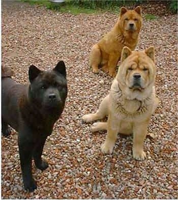 A black Chow Chow and two tan Chow Chows are standing and sitting on a gravelly surface