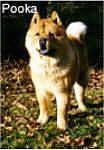 Pooka the Chow Chow is standing in lawn that is littered with leaves. The Name - Pooka - is at the top left of the image