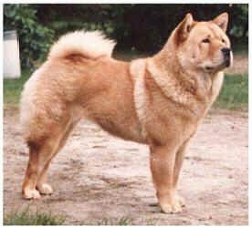 A tan Chow Chow is standing on a dirt path and looking to the left. there is a white border around the edge of the image