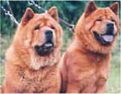 Two red Chow Chows are sitting in a yard. They have black tongues