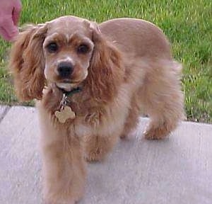 The front left side of a brown American Cocker Spaniel puppy that is walking on sidewalk and it is wearing a dog bone dog tag
