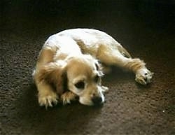 A tan American Cocker Spaniel is laying down in the middle of a carpet