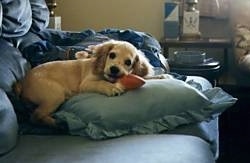 The right side of a tan American Cocker Spaniel that is laying down on a pillow on a couch chewing on a toy