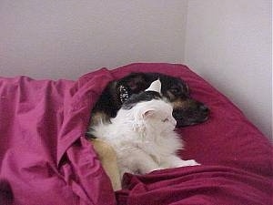 A large black with tan dog is laying in a human's bed under red covers next to a white with black cat. The dog has its paw over the cat.