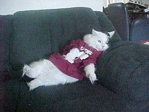 A cat wearing a football jersey laying against the arm of a couch