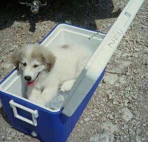 Chico the Great Pyrenees Puppy is laying in a cooler full of ice.