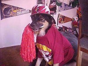 Buck the German shepherd is wearing an Arizona Cardinals Hat and shirt while sitting on a chair with a cheerleader pom pom in his mouth.  There are sports flats on the wall behind him.