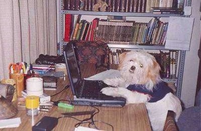 A small long-haired tan dog is wearing a dress and standing up in front of a table with office items on it with its paws on a laptop