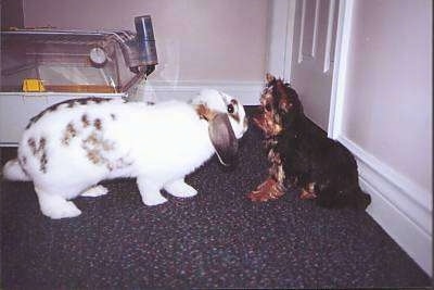 A little black and brown puppy is sitting in front of a white with black and brown rabbit. They are face to face. There is a rabbit cage behind them.