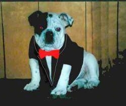 A white with black Bulldog is sitting on a carpet against a wooden wall wearing a tuxedo with a red bow tie