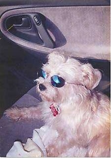 A fluffy tan dog is laying in the passenger seat of a vehicle and is wearing sunglasses