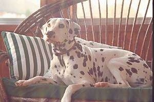 Olivia Kachina Kodak the Dalmatian is laying on a wicker couch and sitting in front of two pillows