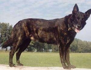 Lothar the black brindle Dutch Shepherd is standing on a log. He is looking down and to the left. His mouth is open and tongue is out