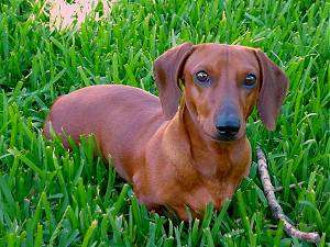 Dachshund