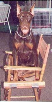 Cochise the brown and tan Doberman Pinscher is sitting on a wooden chair outside. Its mouth is open. It looks like he is smiling. There is a dog crate and a white lawn chair behind him.
