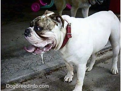 Spike the Bulldog is standing outside on concrete and drooling big slobbery goobers which are hanging a couple of inches off his open mouth.