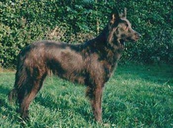 Miss Cilli the Dutch Shepherd is standing outside in a grassu yard. There is a line of green bushes behind it.