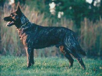 Left Profile - Paul the black brindle Dutch Shepherd is standing in a field. There is large grass behind him. His tongue is out and Mouth is open