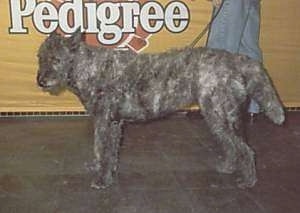 A gray wire-haired Dutch Shepherd is walking on a leash past a yellow sign that is advertising the Pedigree product. 