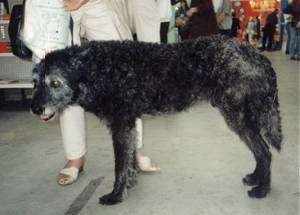 A black and gray wire-haired Dutch Shepherd is standing in a submissive stance with his head and tail low. There is a person in white pants behind it and more people in the background.