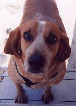 Close Up - A red and white ticked English Coonhound is standing on a wooden step and looking up