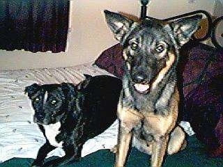 A black with white Terrier mix is laying on a human's bed next to a sitting black and tan German Shepherd