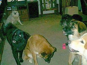 In a living room with a tan carpet - A tan American Eskimo is sitting in the back near a bookshelf. There is a brown with white dog named Emmy and it is sitting next to a black dog named Nakita. Across from them is three dogs. A black dog named Spanky, next to that is a tan with white and black dog named Ms. Sadie. And sitting next to Ms Sadie is a tan with white dog named Charlie