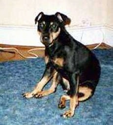 A black with tan Jagdterrier is sitting on a blue carpet and looking forward