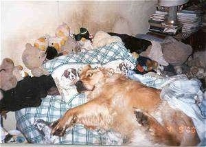 A Golden Retriever is laying on a humans bed with plush toys all over it. The wall behind the bed has dirt on it.