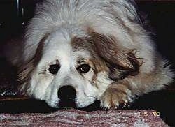 Close Up - A white with tan Great Pyrenees is laying down on top of a rug