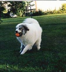 A white with tan Great Pyrenees is running across a yard with a red ball in its mouth