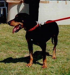 Hellenikos Ichnilatis (Hellenic Hound) (Greek Harehound