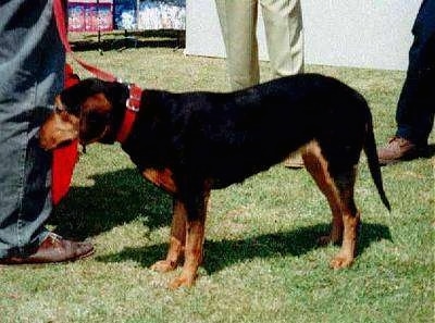 Hellenikos Ichnilatis (Hellenic Hound) (Greek Harehound