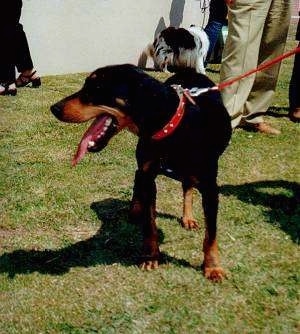 A panting black and tan Greek Hound is standing in grass with its head turned to the left. There is a group of people and another black and white dog behind them.