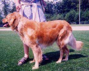 A black with tan Hovawart is standing in grass with a  person in a blue dress behind it.