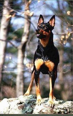 A black with brown Australian Kelpie is standing on a rock with its mouth open and it is looking to the left.