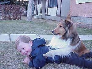A smiling boy in a blue jacket is laying on his stomach in grass outside. There is a tan with white and black Shetland Sheepdog sitting on the boy's back.