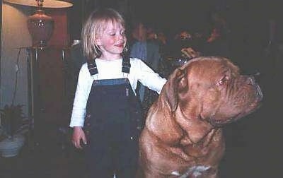 Donar the Dogue de Bordeaux is standing next to a child named Silvana. Donar is looking off to the right and Silvana is petting him. The dog is larger than the child.
