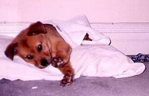 Close Up - Xena the Chabrador laying on a pillow with a towel laid over top of her with her paws stretched out and looking towards the camera holder