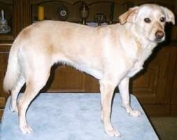 A short-haired tan with white Lurcher is standing on a table and looking forward.