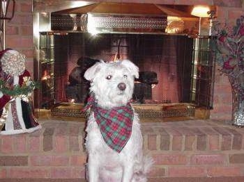 Bogey the dog wearing a Christmas bandana sitting in front of a fireplace