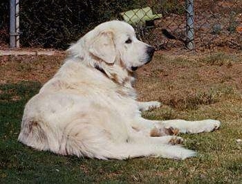 Febus the Great Pyreness laying outside in front of a chain link fence