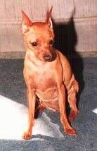 Penny the Min Pin sitting on a carpet