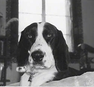 Close up head shot - A black and white photo of a symmetrical face mix breed dog laying on a dog bed.