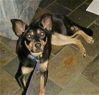 View from the top looking down - A perk-eared, black with tan Australian Kelpie/German Shepherd mix is laying on a dark stone type tiled floor and there is a couch behind it. The dog is looking up.