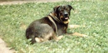 Muggins the Rottweiler/German Shepherd Mix sitting outside with his mouth open and tongue out