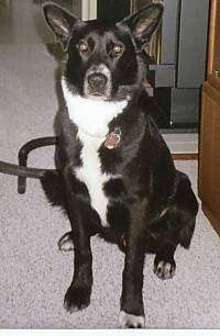 A perk-eared, black with white German Shepherd/Labrador mix is sitting on a tan carpet with an entertainment stand to the right of it.